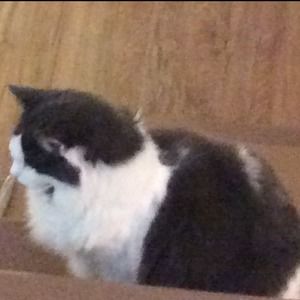 Meet your Posher, Pat